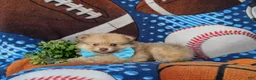 Pomeranian dogs for sale: Bentley - Ad 6