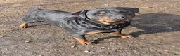 Rottweiler dogs for sale: Princess XXL Doneyuno  - Ad 5