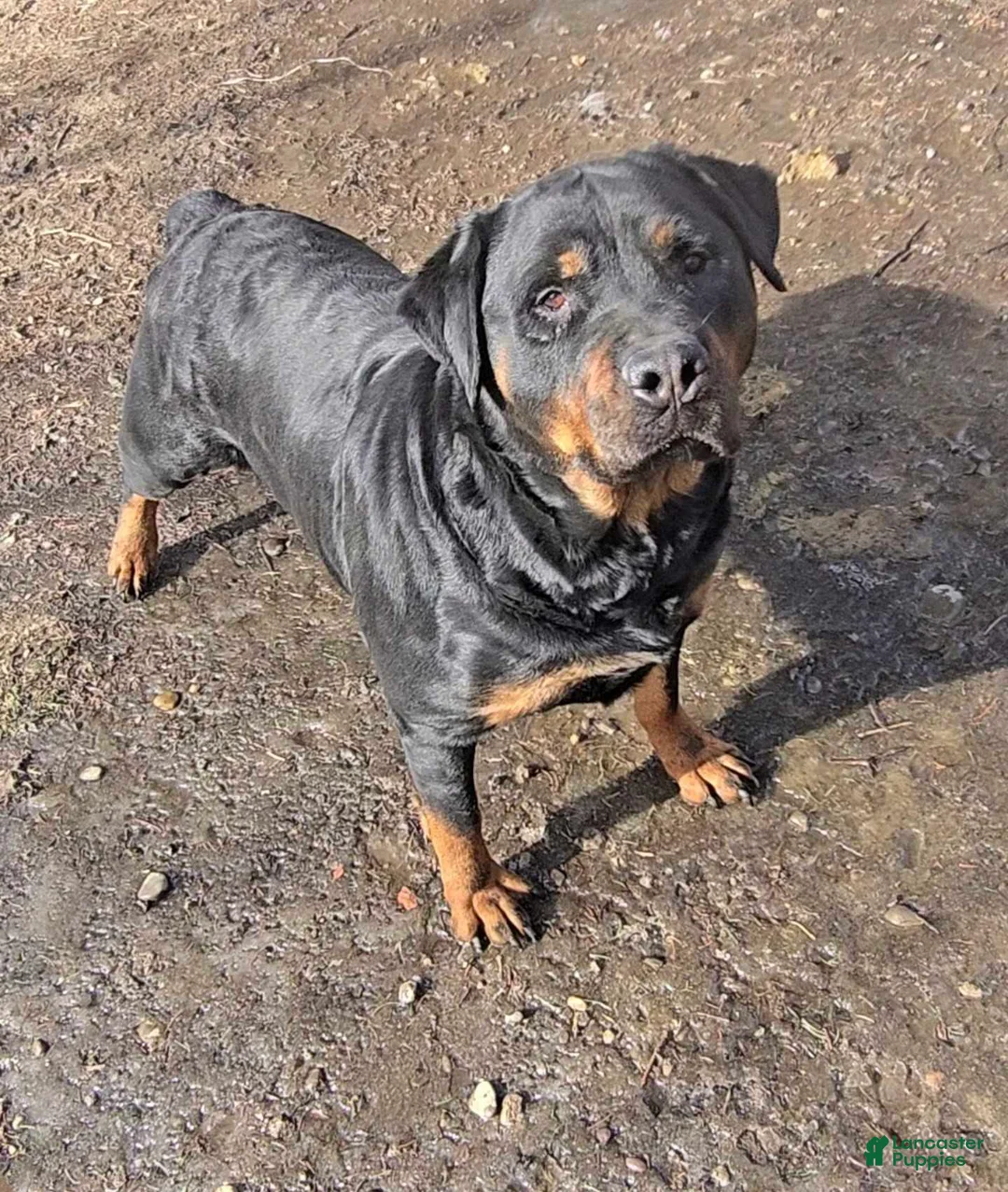 Rottweiler dogs for sale: Princess XXL Doneyuno  - Ad 5