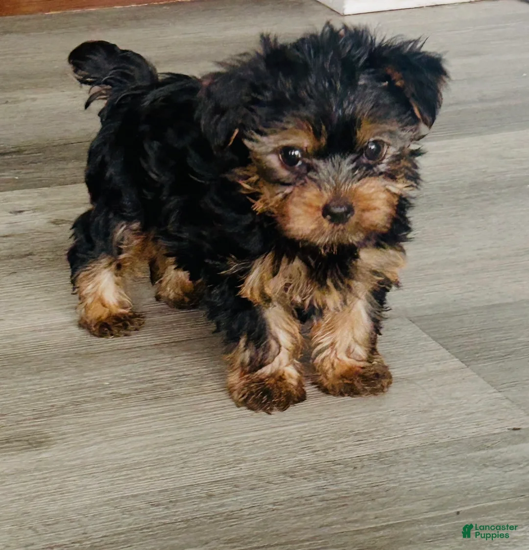 Yorkshire Terrier dogs for sale: Yorkshire Terrier Puppy 3 - Ad 1