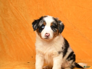 Australian Shepherd dogs - Ad 40