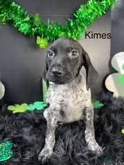 German Shorthaired Pointer dogs Kimes - Ad 20