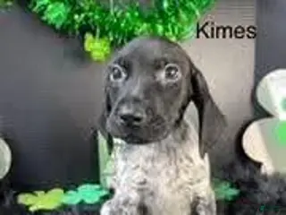 German Shorthaired Pointer dogs Kimes - Ad 20
