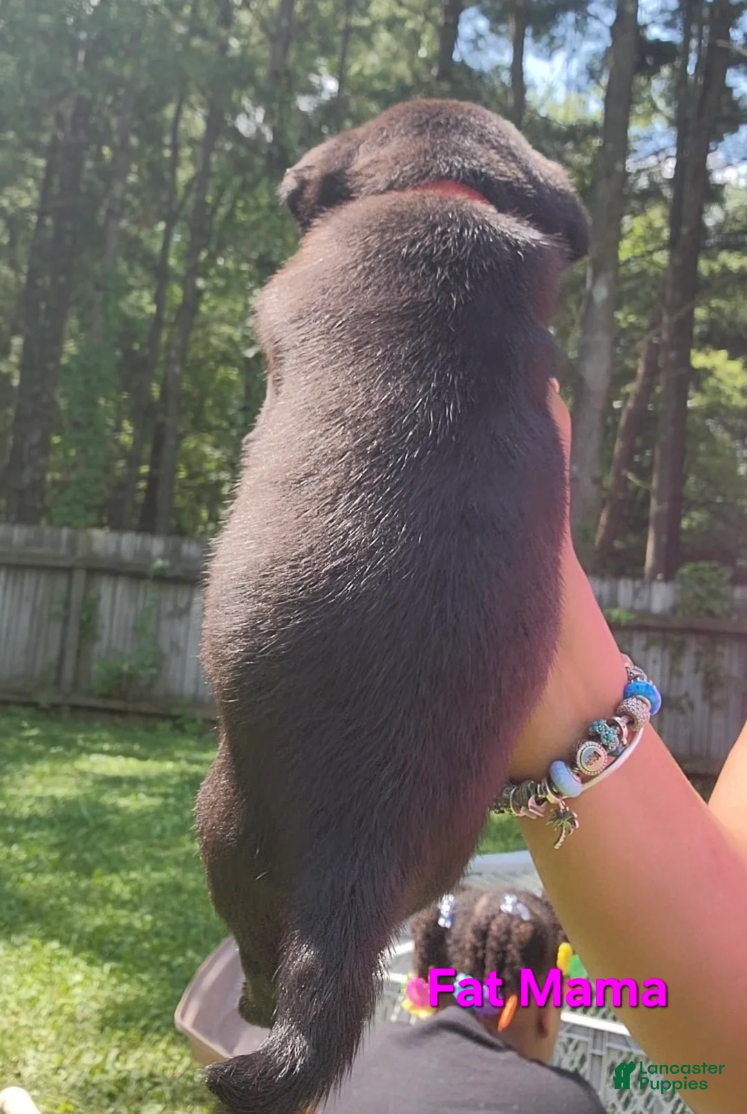Pug dogs for sale: Pink girl (Fat Mama) - Ad 2
