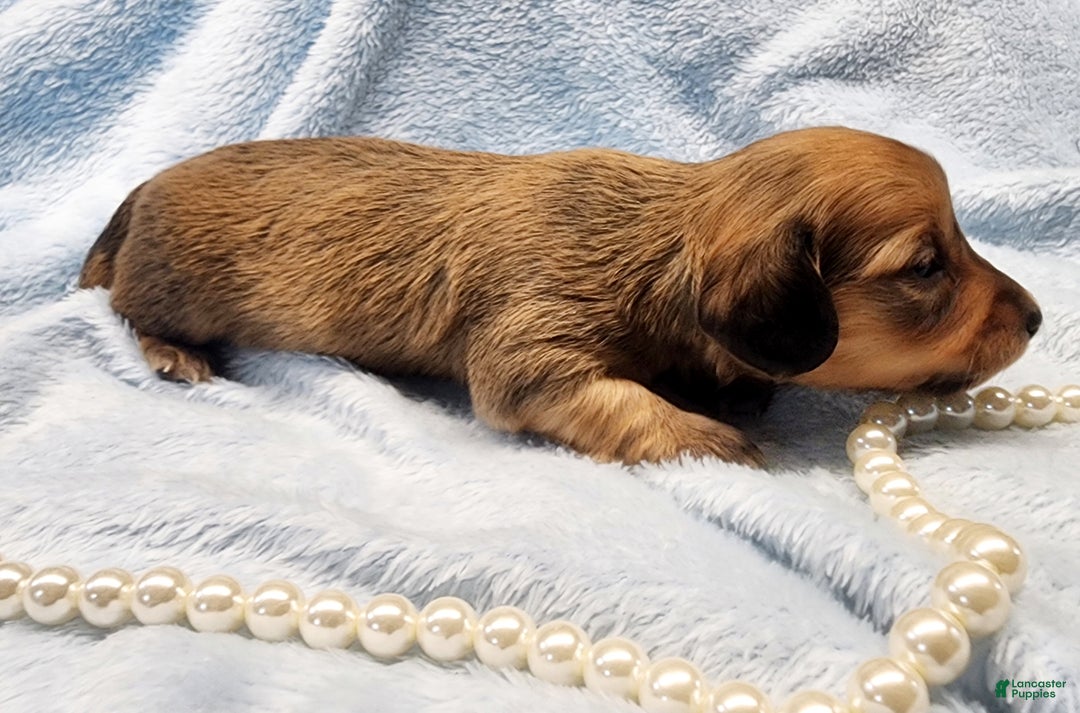 Miniature Dachshund dogs for sale: Cricket long hair  - Ad 1