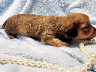 Miniature Dachshund dogs Cricket long hair - Ad 32