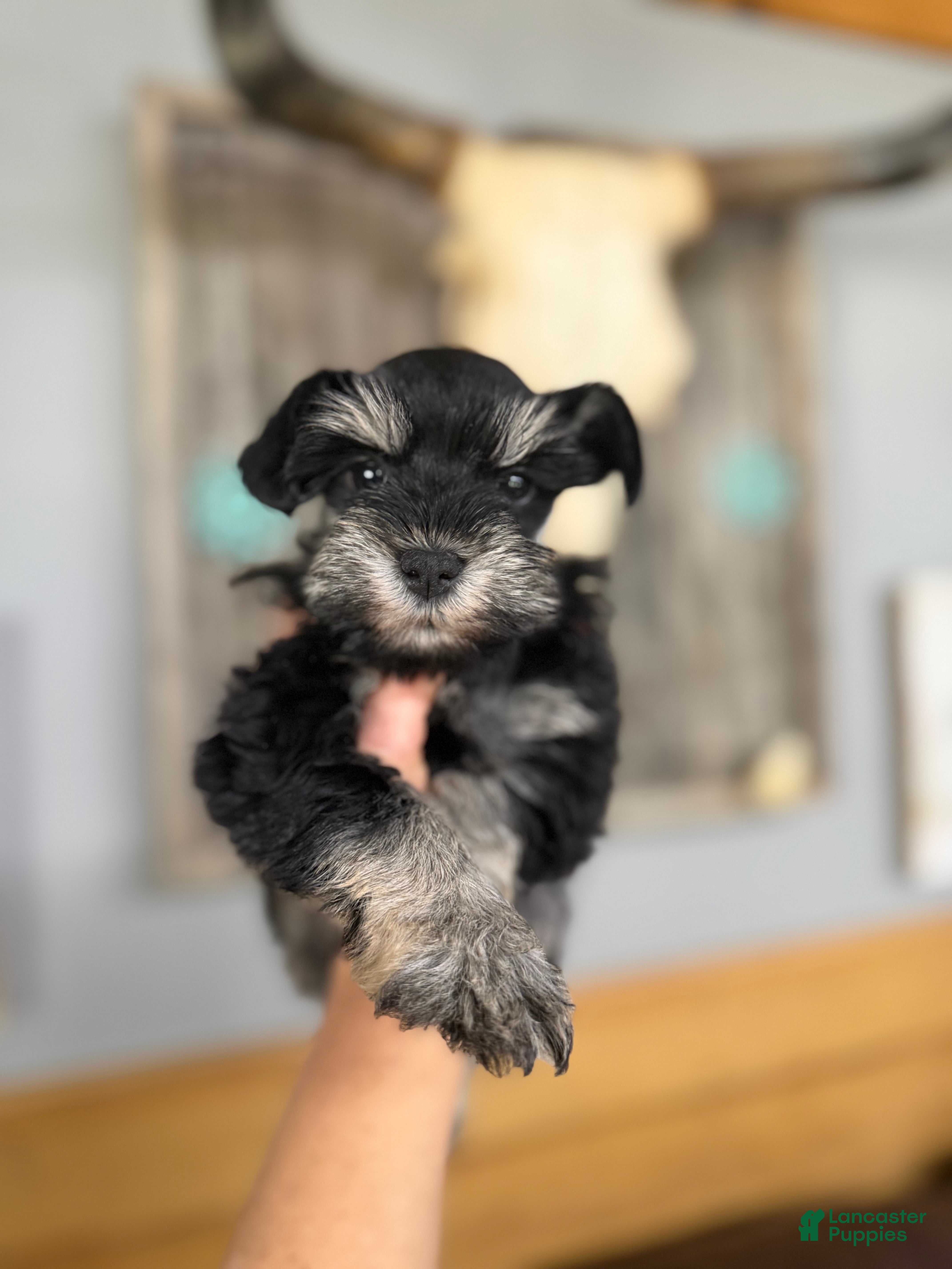 Miniature Schnauzer dogs Miniature Schnauzer Puppy 2 - Ad 31