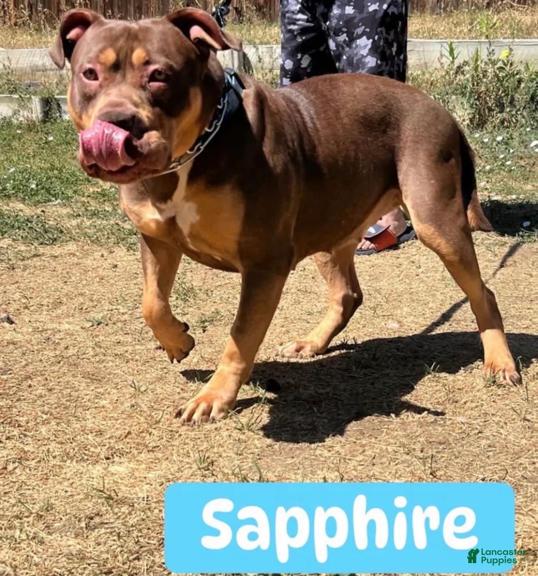 American Bully dogs for sale: American Bully Puppy 5 - Ad 2