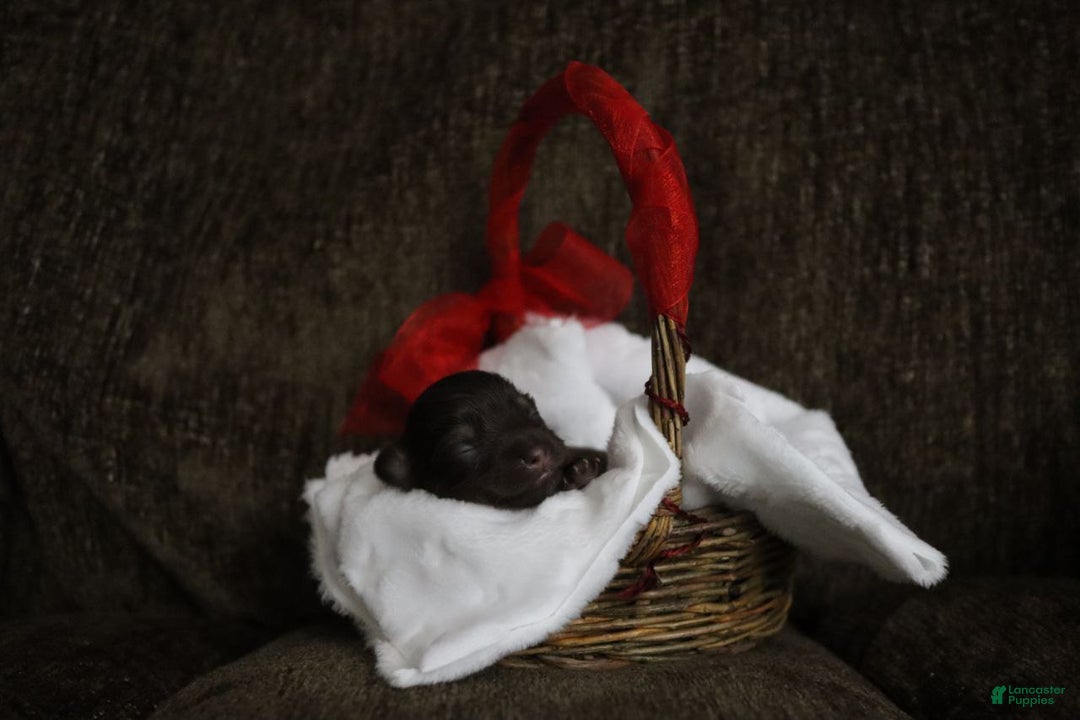 Havanese dogs for sale: Chocolate - Ad 12