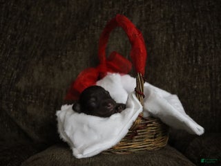 Havanese dogs - Ad 8