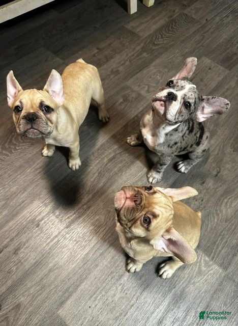 French Bulldog dogs Blue - Ad 16