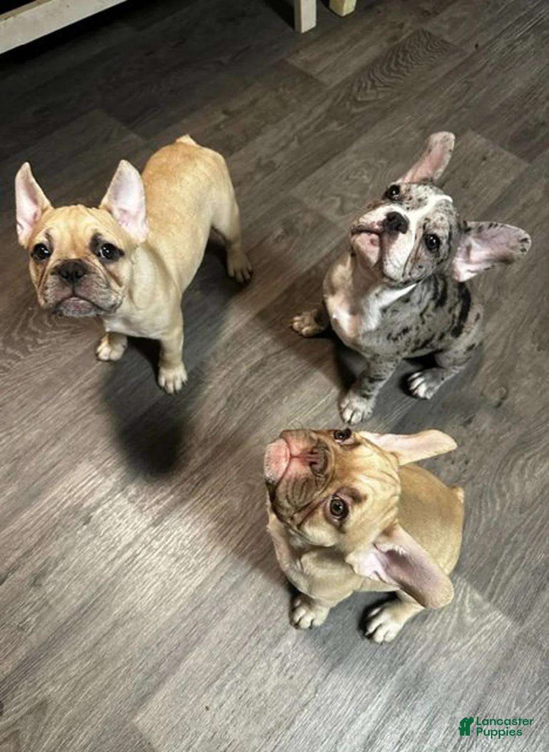 French Bulldog dogs for sale: Blue - Ad 1