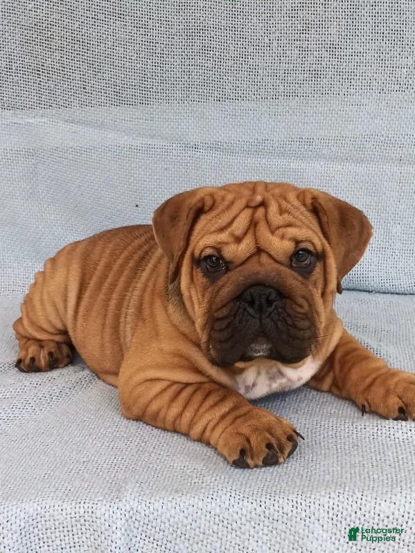 English Bulldog dogs Captain - Ad 1