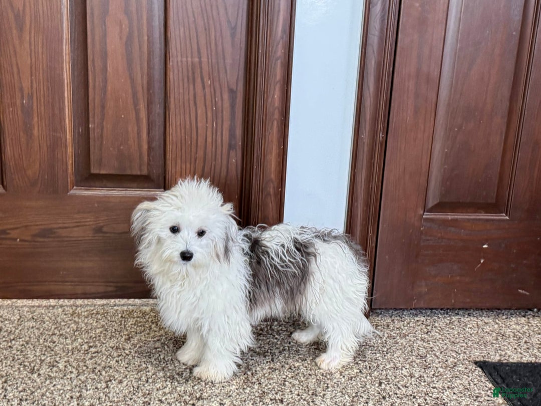 Coton De Tulear dogs for sale: Romeo - Ad 6