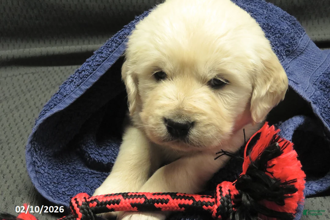 Golden Retriever dogs for sale: Snoopy - Ad 10