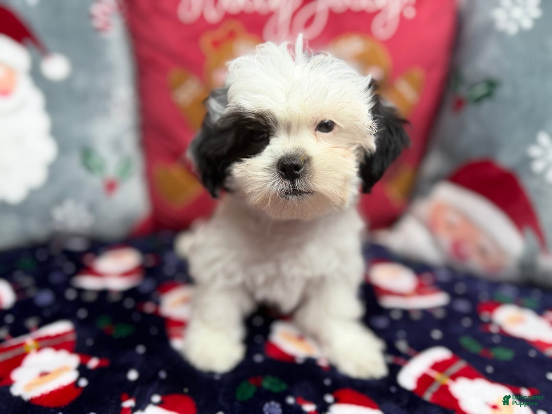 Malshi dogs for sale: Heibai - Ad 5