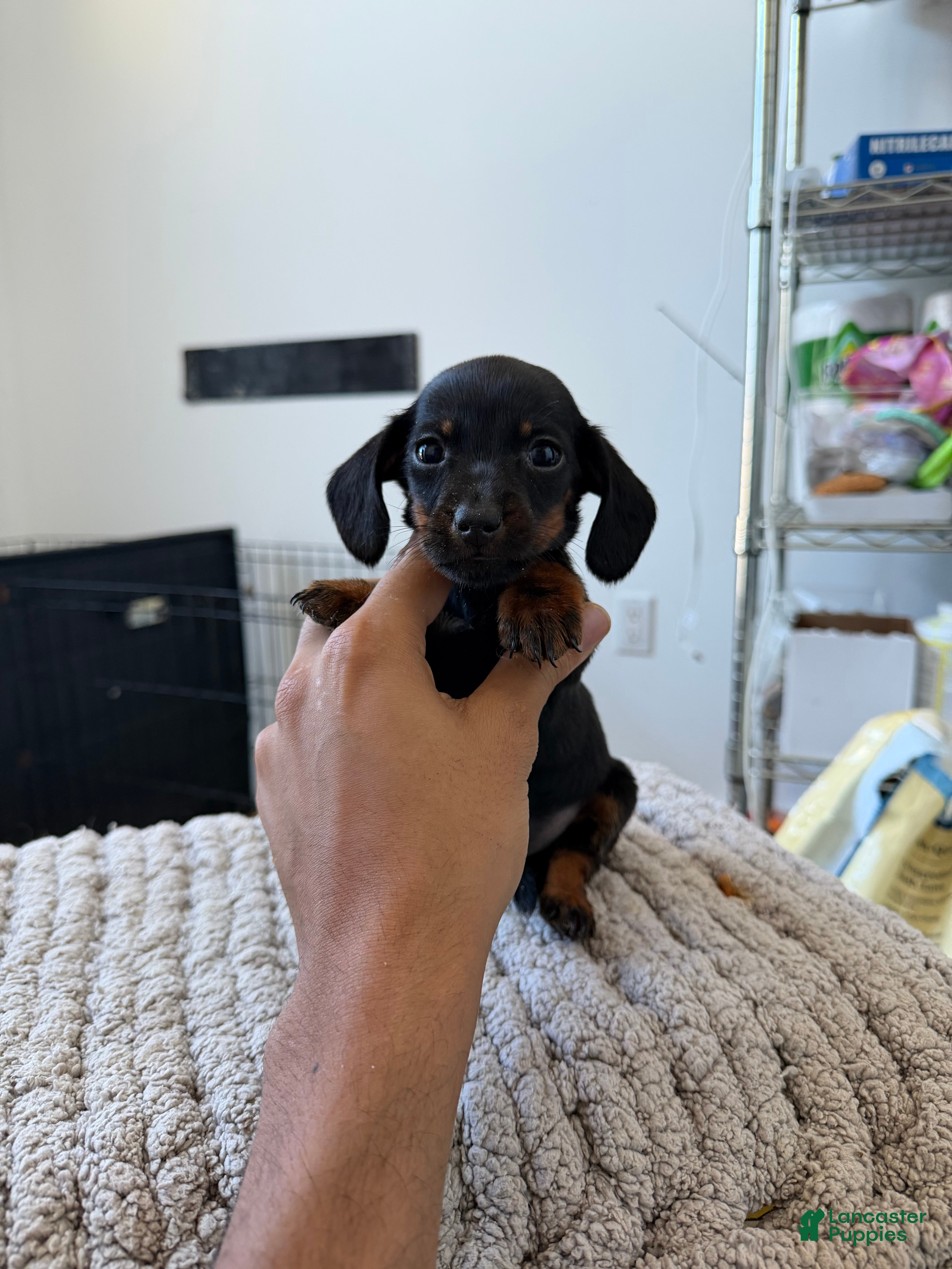 Miniature Dachshund dogs Teacup Mickey - Ad 38