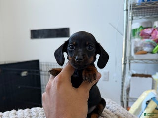 Miniature Dachshund dogs Teacup Mickey - Ad 2