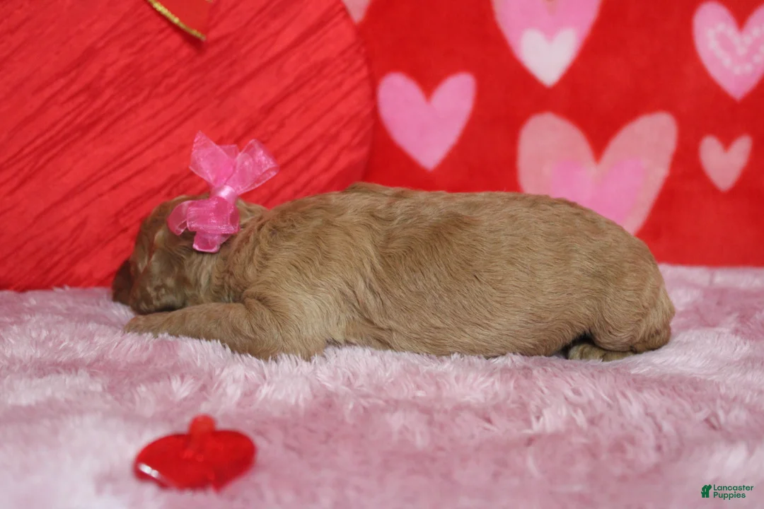 Goldendoodle dogs for sale: Izzy - Ad 6