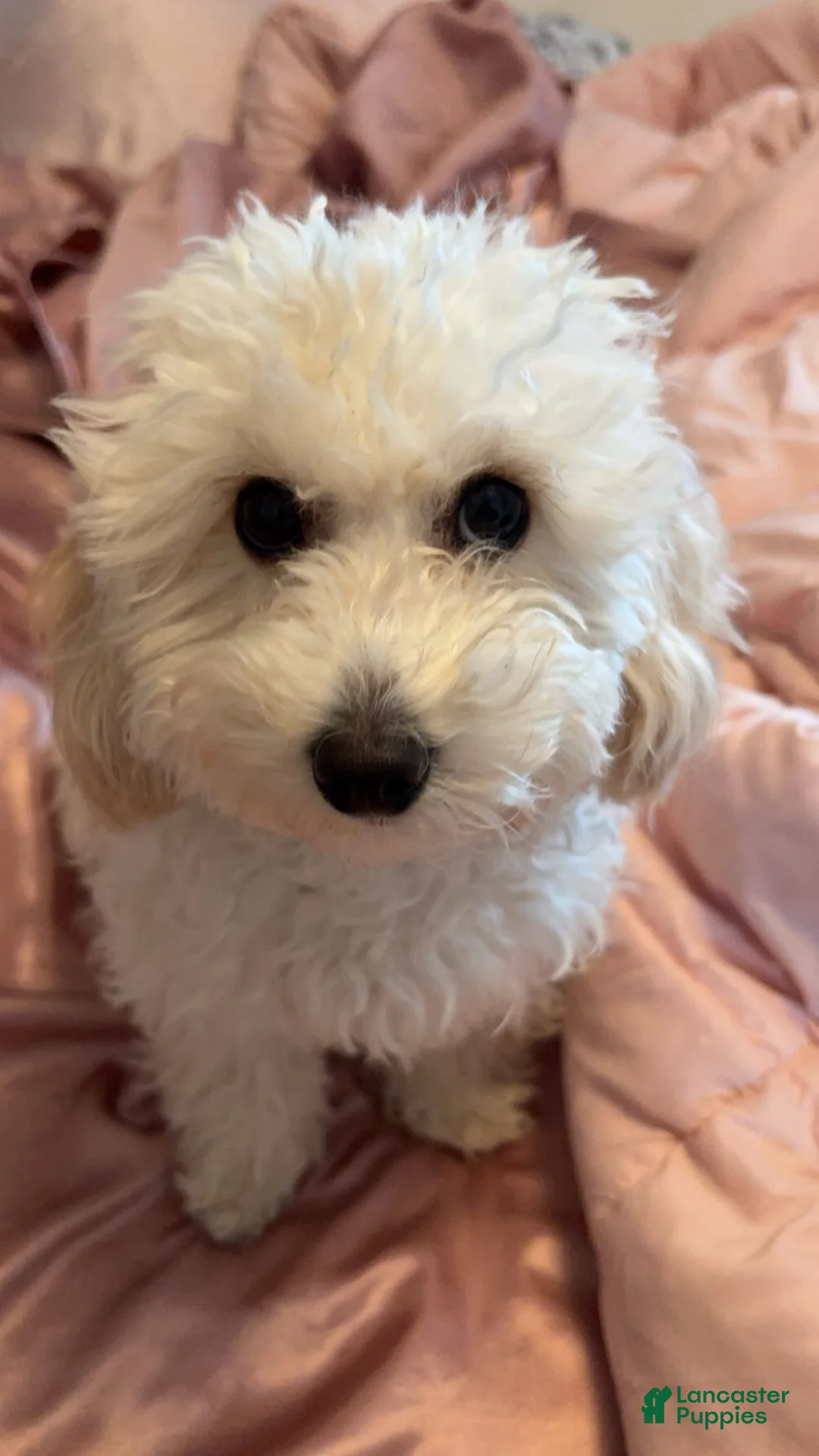 Toy Poodle dogs for sale: Toy Poodle 2 - Ad 2