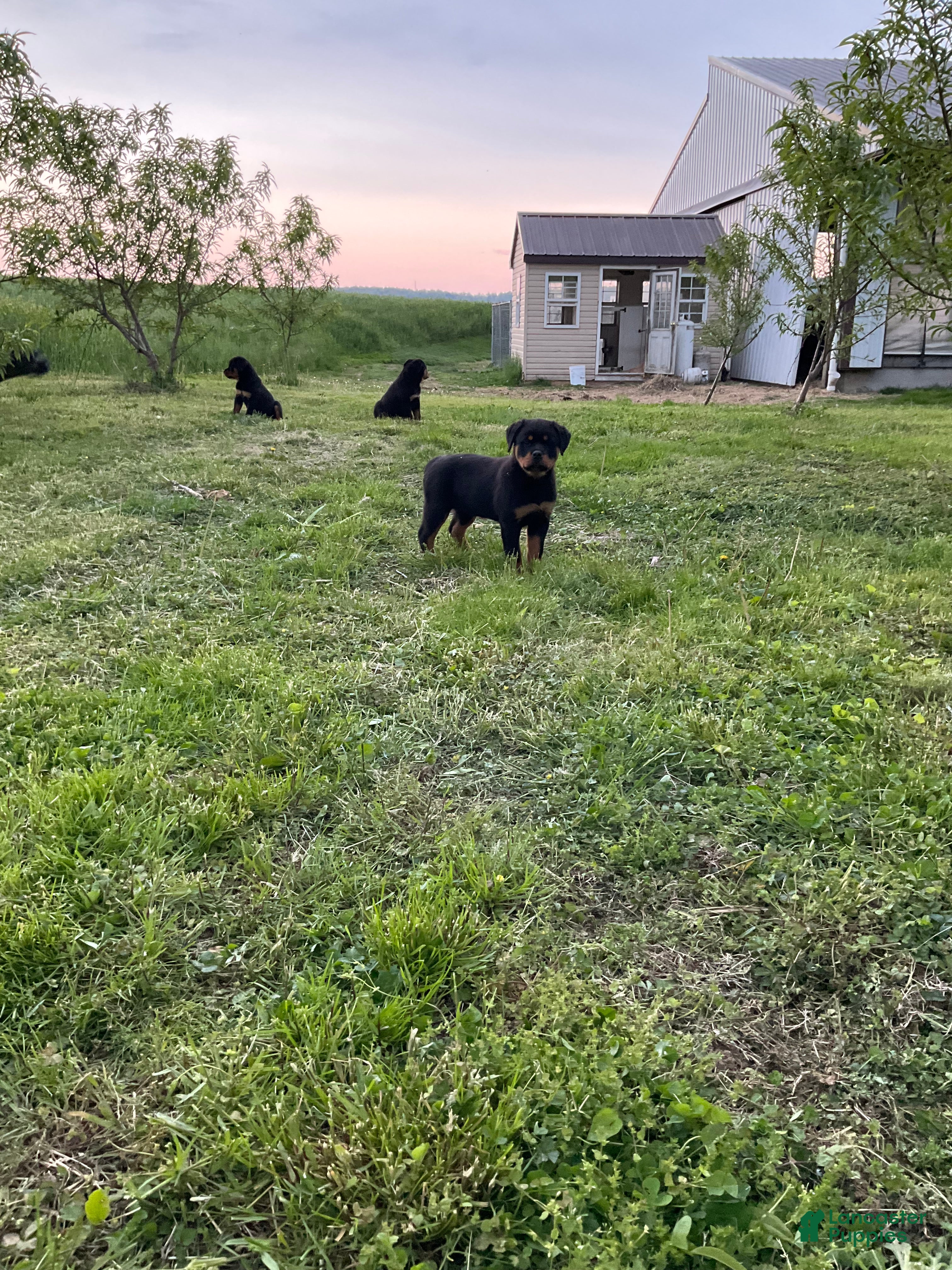 Rottweiler dogs Rottweiler Puppy 7 - Ad 2