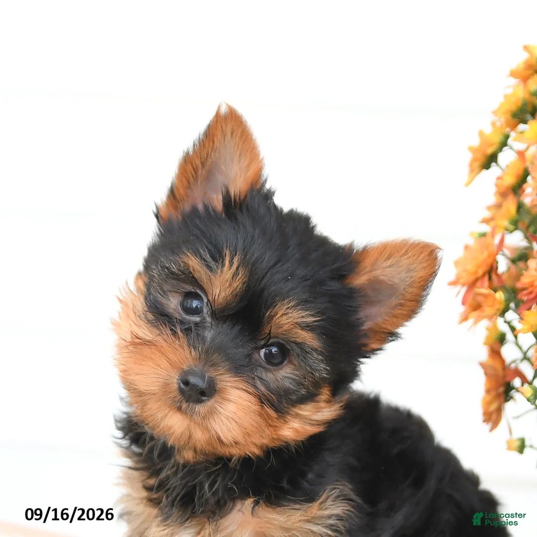 Yorkshire Terrier dogs for sale: Archie - Ad 5
