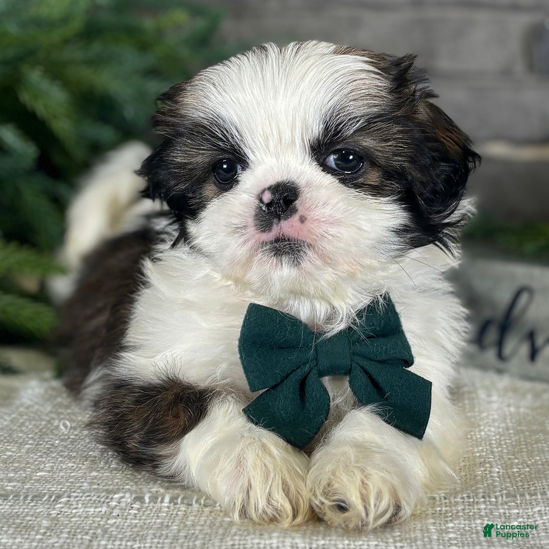 Shih Tzu dogs for sale: Cedar - Ad 4