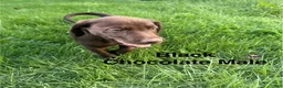 Labrador Retriever dogs for sale: Black - Ad 3