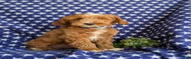 Blaze Hypoallergenic