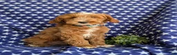 Mini Goldendoodle dogs for sale: Blaze Hypoallergenic - Ad 1
