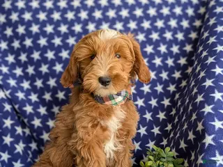 Mini Goldendoodle dogs for sale: Blaze Hypoallergenic - Ad 2