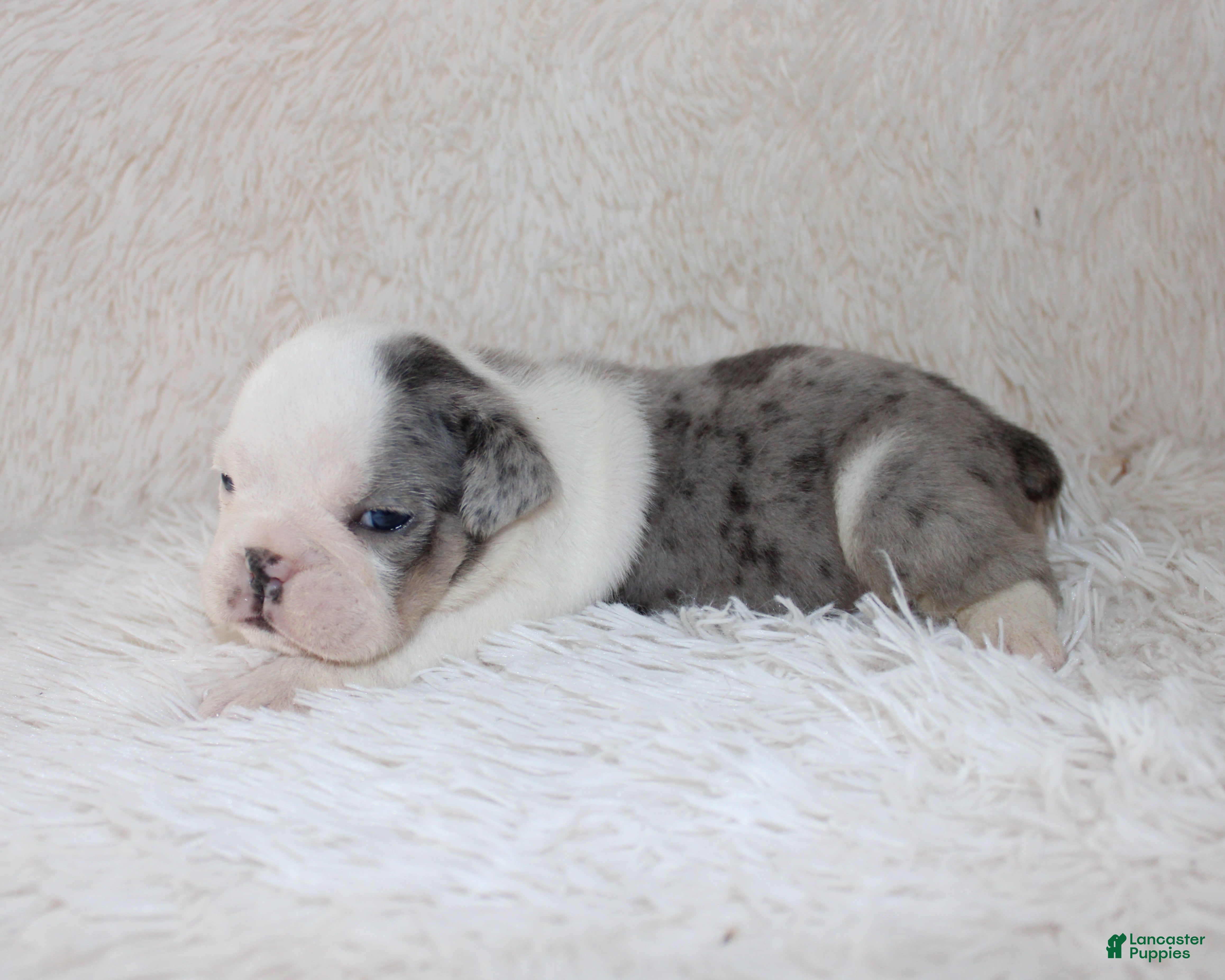 English Bulldog dogs Holly - Ad 1