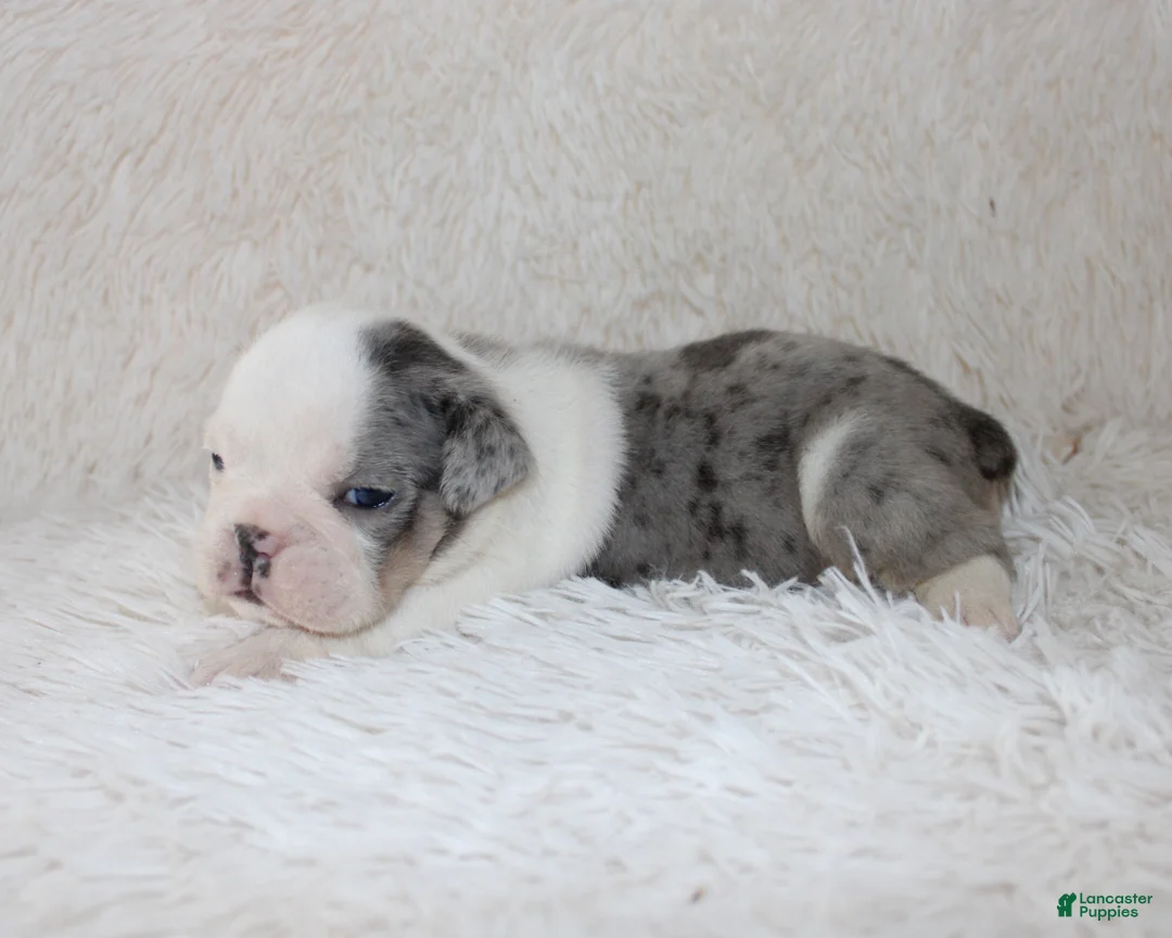 English Bulldog dogs for sale: Holly - Ad 1