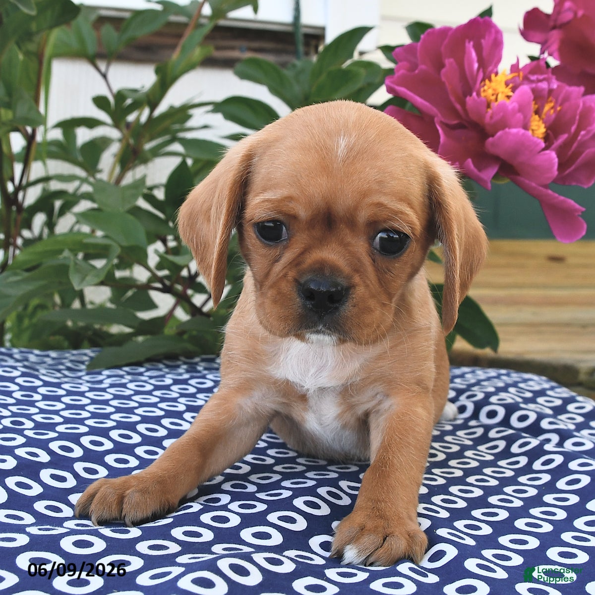 Mixed Breed dogs Peanut  - Ad 2