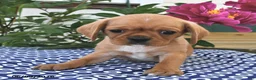 Mixed Breed dogs for sale: Peanut  - Ad 2