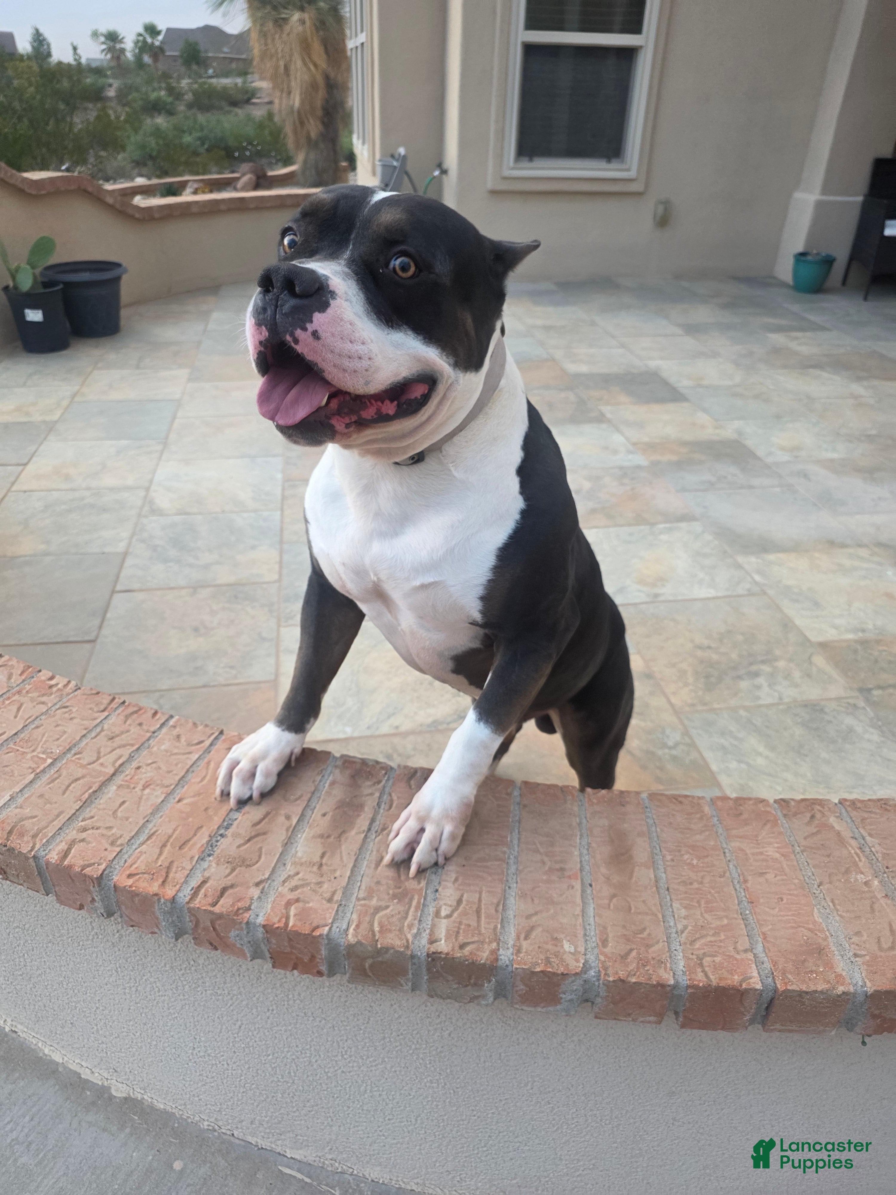 American Bully dogs American Bully Male - Ad 18