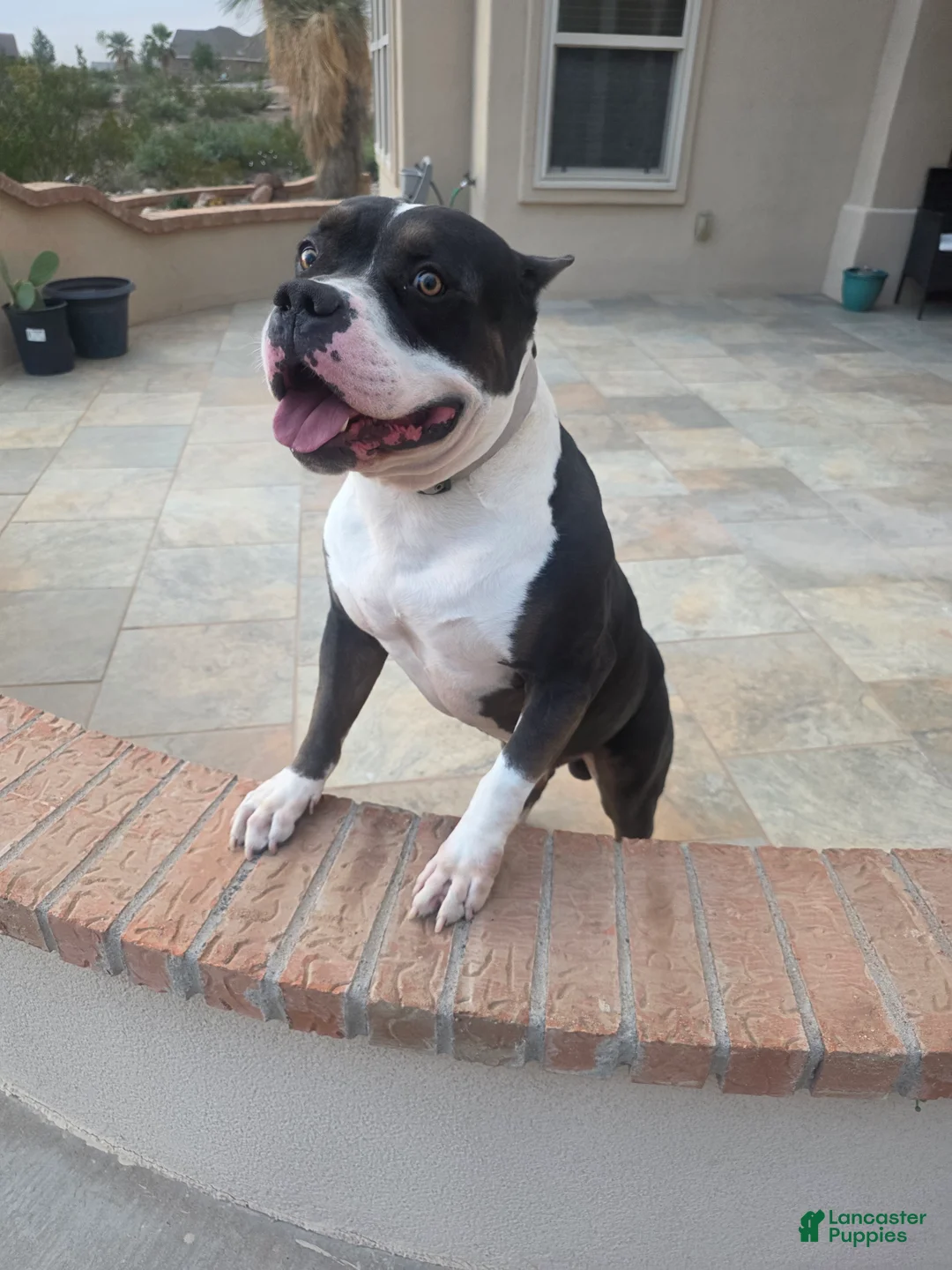 American Bully dogs for sale: American Bully Male - Ad 1