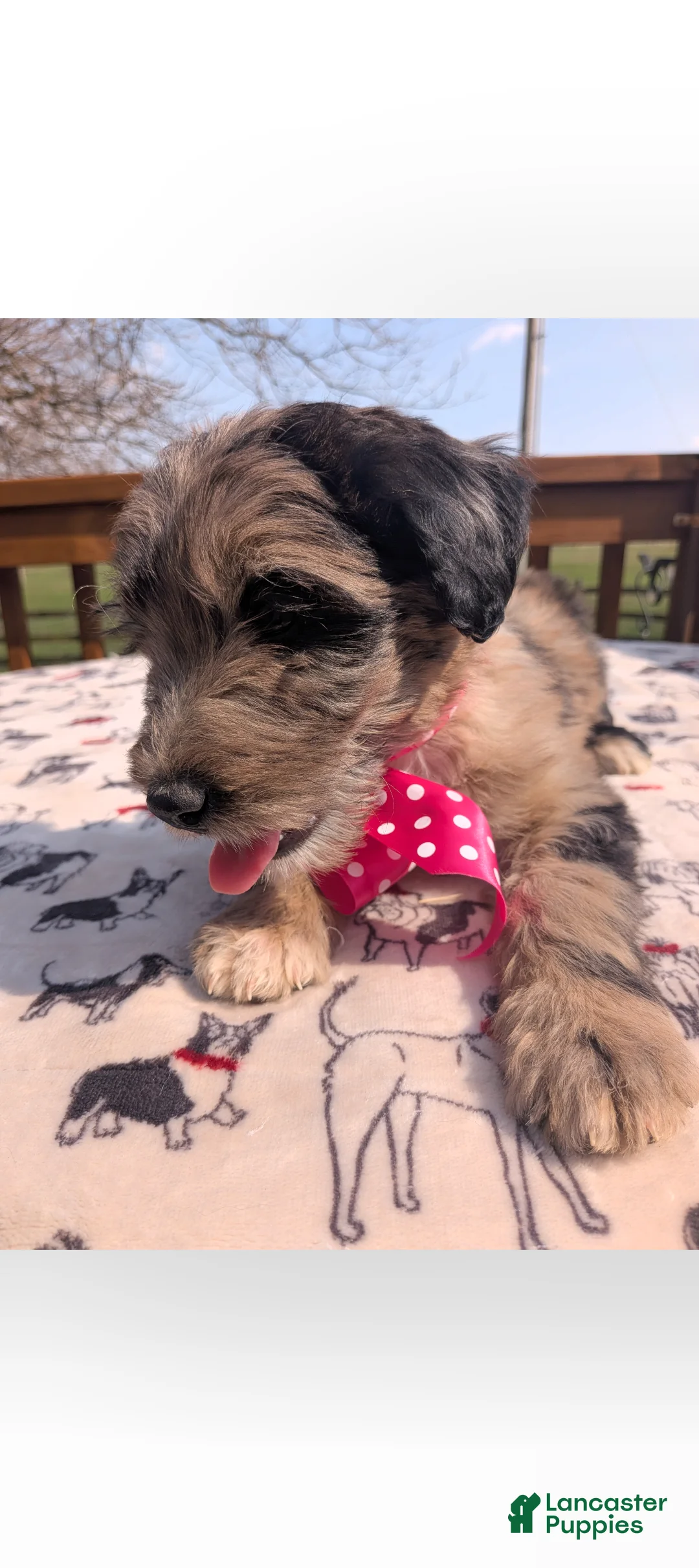 Bordoodle dogs for sale: Bordoodle Puppy 9 - Ad 2