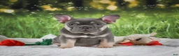 French Bulldog dogs for sale: Lucky - Ad 6