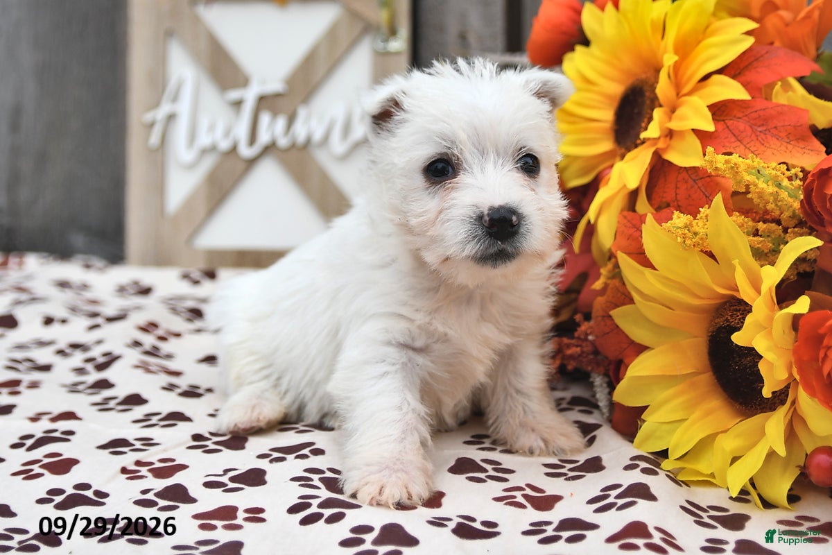 West Highland Terrier dogs Winter - Ad 2