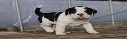 Mixed Breed dogs for sale: Snoopy  - Ad 3