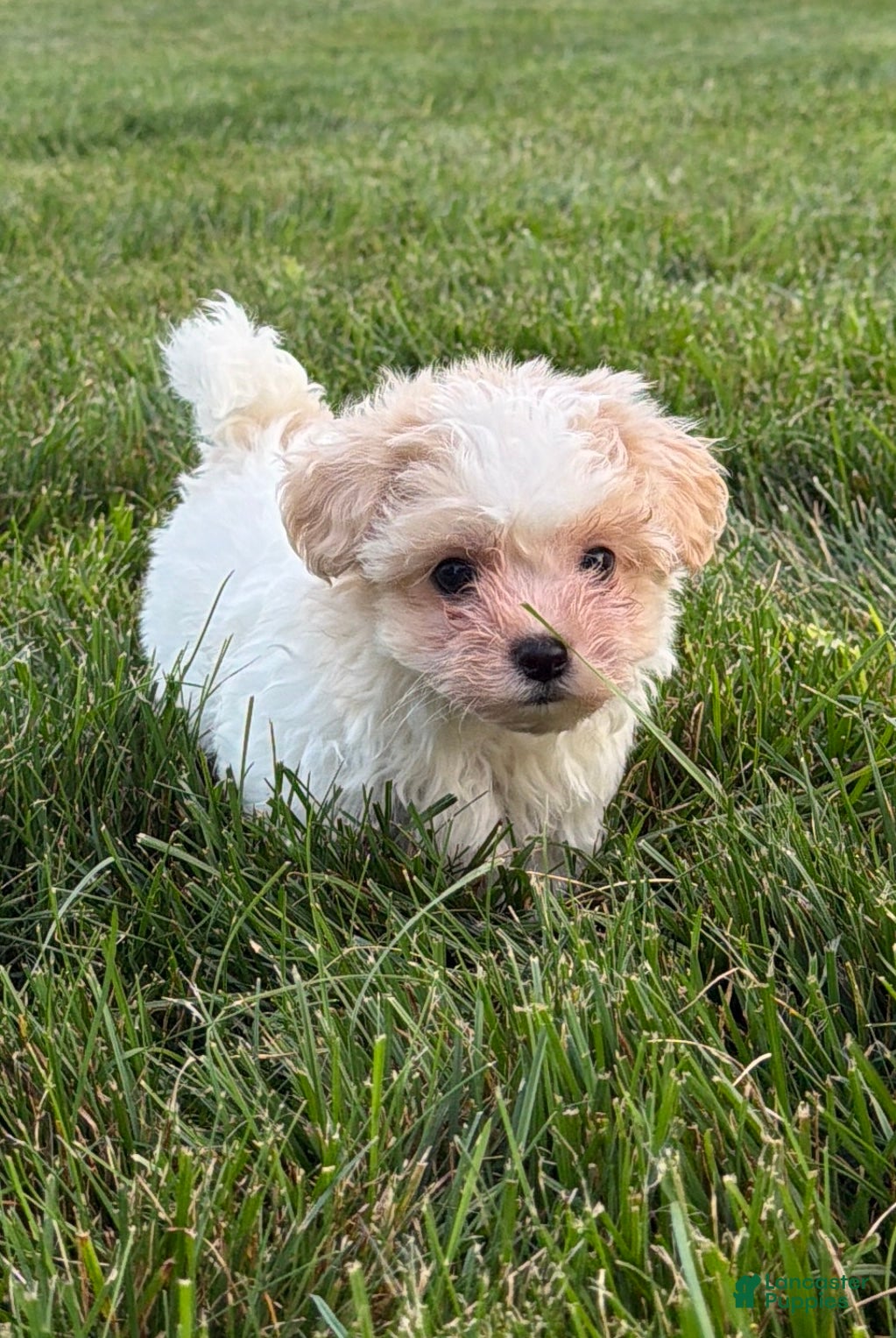 Teddy Bear dogs Riley - Ad 2