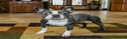 Boston Terrier dogs for sale: Tina - Ad 7