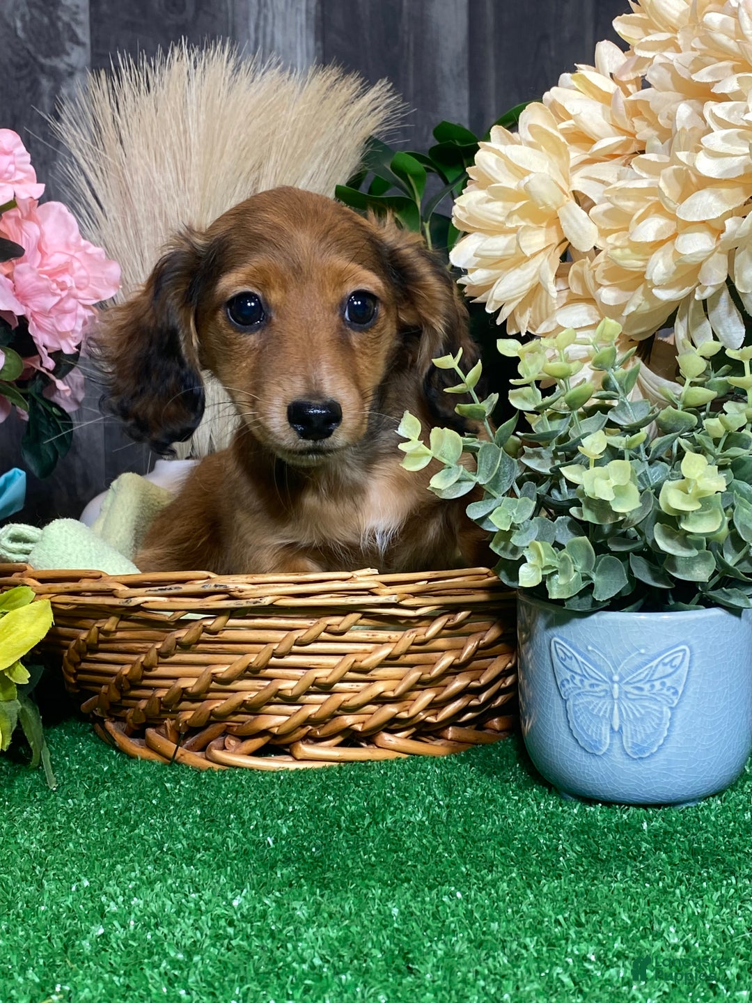 Dachshund dogs for sale: Dorthy - Ad 4