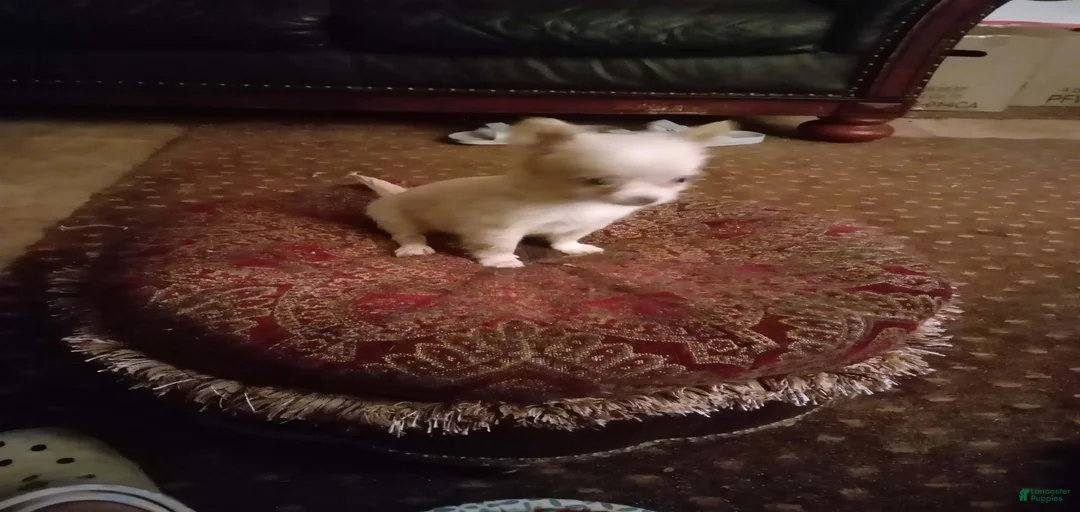 Gallery Image {{count}}