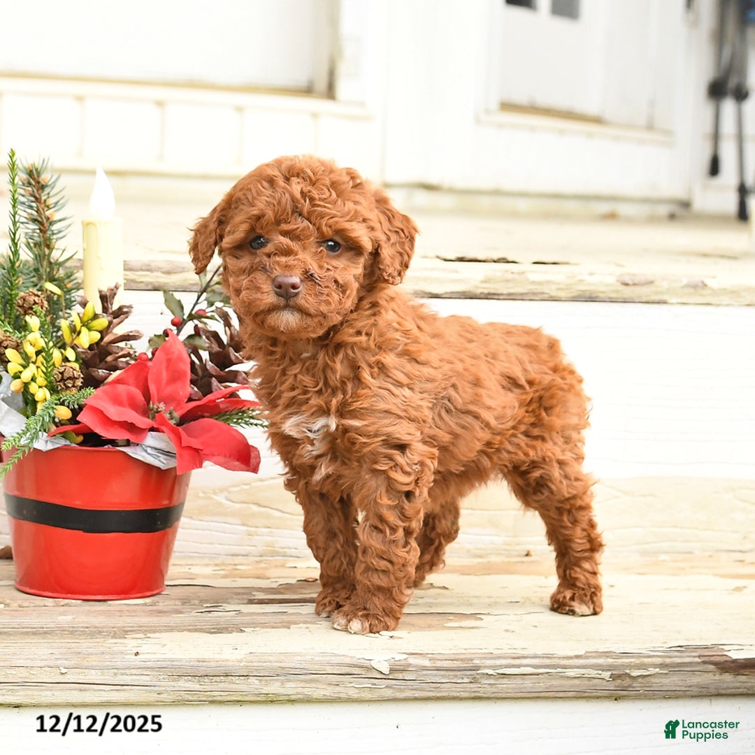 Miniature Labradoodle dogs for sale: Angel - Ad 3