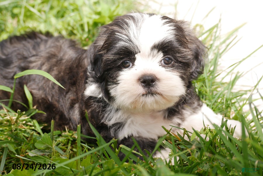 Shih Tzu dogs Aden - Ad 2