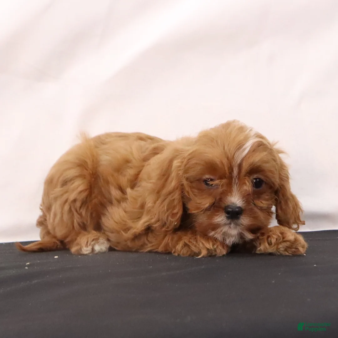 Cavapoo dogs for sale: Wendy - Ad 5