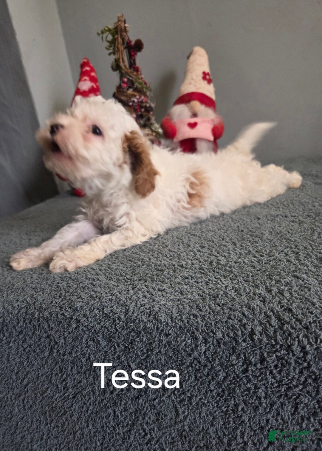 Cavapoo dogs for sale: Tessa - Ad 1