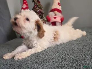 Cavapoo dogs for sale: Tessa - Ad 1